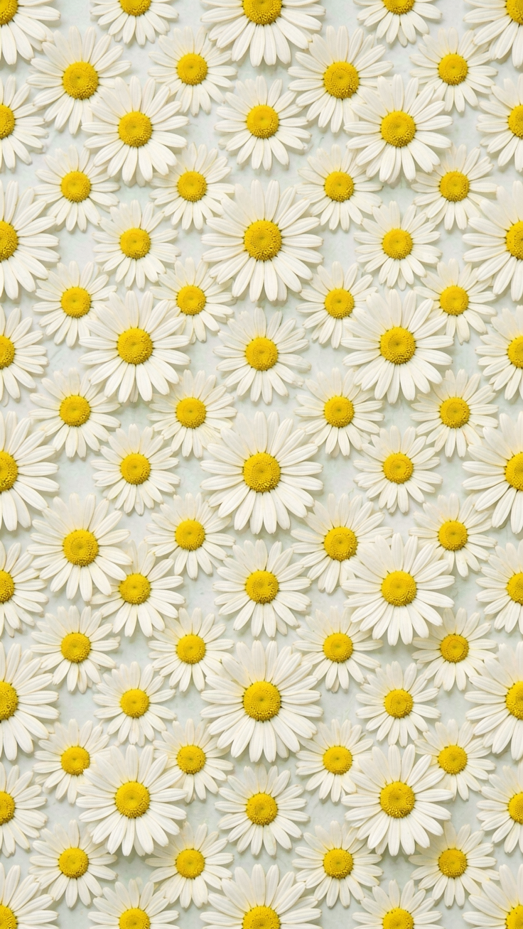 A delightful repeating pattern of white daisies with bright yellow centers scattered across the background. Its cheerful, springtime mood evokes sunny meadows and simple joys.